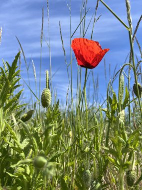 Kuzey Almanya 'da bir tarladaki haşhaş bitkisinin kırmızı çiçeği.