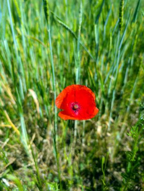 Kuzey Almanya 'da bir tarladaki haşhaş bitkisinin kırmızı çiçeği.