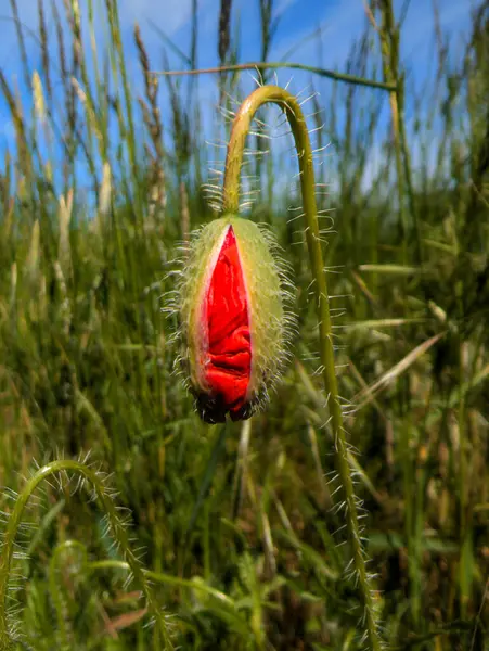 Açılıp açılmadan kısa bir süre önce bir gelincik bitkisinin çiçeği.