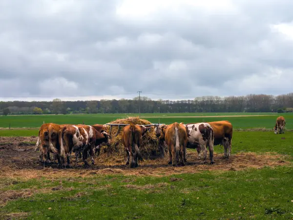 Kuzey Almanya 'da bir tarım alanında saman yiyen inekler (Rostock)