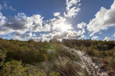 Rostock (Almanya) yakınlarındaki Baltık Denizi 'nde sahil kumları üzerinde kumsal çimenleri)