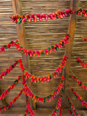 Kuruması için ağaçta asılı kırmızı biberler (Girit, Yunanistan)