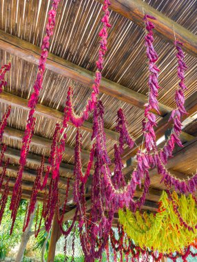 Kuruması için ağaçta asılı kırmızı biberler (Girit, Yunanistan)