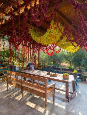 Kuruması için ağaçta asılı kırmızı biberler (Girit, Yunanistan)