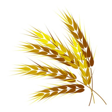 Altın buğday kulakları. Beyaz bir arka planda izole edilmiş. Vektör illüstrasyonu