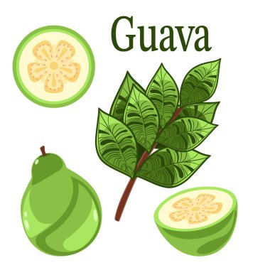 Meyve ve yapraklı guava bitkisi botanik vektör çizimi
