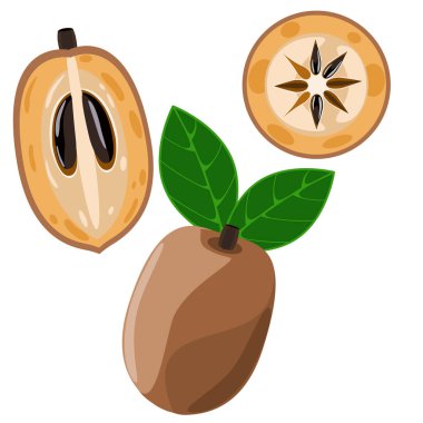 Sapodilla meyvesi tam, kesilmiş ve dilimlenmiş vektör illüstrasyonuyla