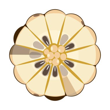 Kadsura coccinea dilimi tropikal meyve vektörü çizimi