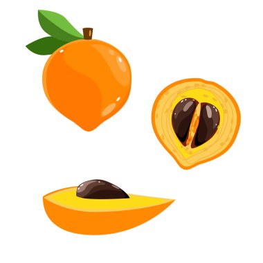 Eggfruit canistel plant whole and half botanical vector illustration