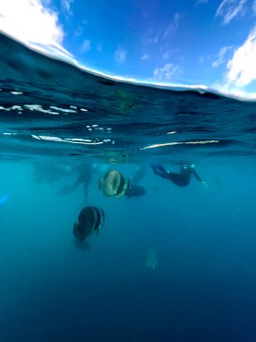 Balıklı güzel su altı dünyası, büyük bariyer resifi, Queensland, Avusturalya