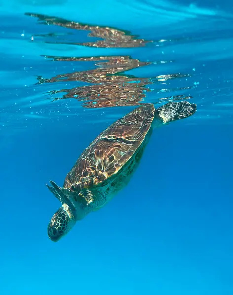 Denizdeki yeşil kaplumbağa, sualtı fotoğrafı, büyük bariyer resifi, Queensland, Avustralya