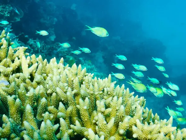 coral reef in the great barrier reef, queensland, australia