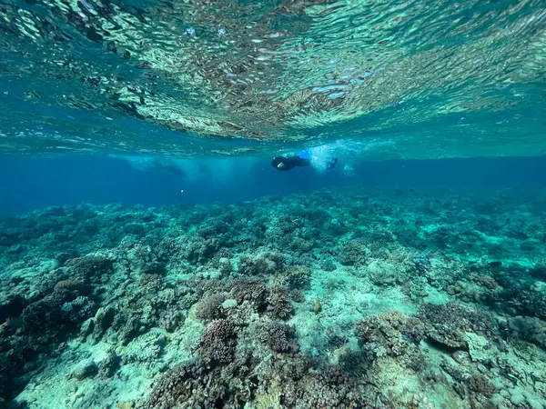 underwater view in the great barrier reef, queensland, australia