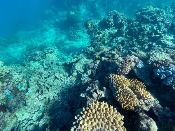 coral reef in the great barrier reef, queensland, australia