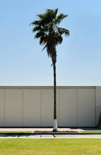 palm trees on a street with a white fence, Dubai, UAE