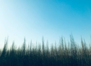 Kış ağaçları, Pekin, Çin