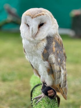 Beautiful Barn Owl, England, United Kingdom