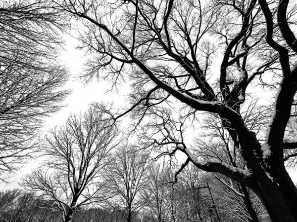 tree branches in black and white