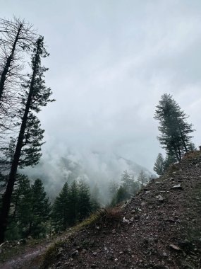 Güzel dağ ormanı sabah, Hayber Pakhtunkhwa, Pakistan