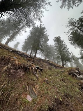Dağlardaki güzel sonbahar ormanı, Hayber Pakhtunkhwa, Pakistan