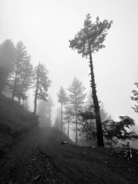 Ağaçları ve ormanı olan güzel bir manzara, Hayber Pakhtunkhwa, Pakistan