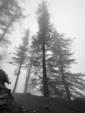 Ağaçlar ve sisli güzel bir orman, Hayber Pakhtunkhwa, Pakistan