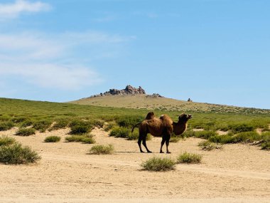 Gobi kumlarında deve, Bulgan, Moğolistan