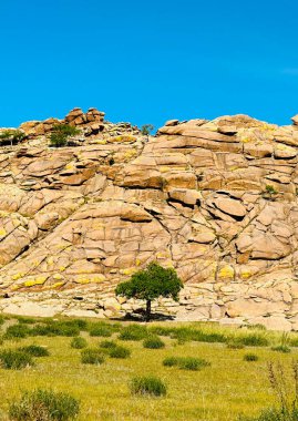 Kayalık bölgede yalnız bir ağaç, Bulgan, Moğolistan