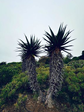 Agaves - güzel botanik çekimi, doğal duvar kağıdı