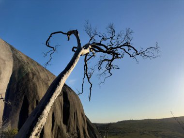 Doğanın güzel manzarası, Paarl Dağı, Batı Burnu, Güney Afrika