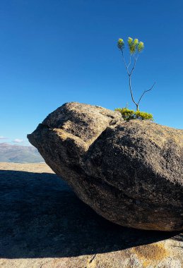 Granit bir kayanın üzerindeki ağaç, Paarl Dağı, Batı Burnu, Güney Afrika