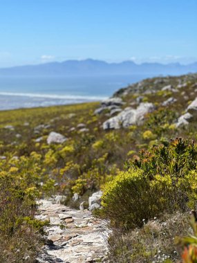 Vahşi doğa, Masa Dağı Ulusal Parkı, Cape Town, Batı Burnu, Güney Afrika