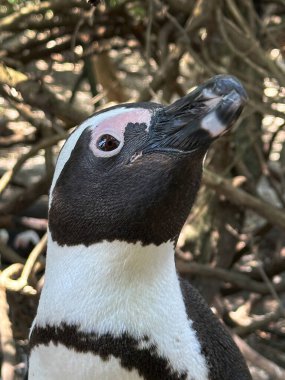 Penguen detayları, Simon 's Town, Cape Town, Western Cape, Güney Afrika