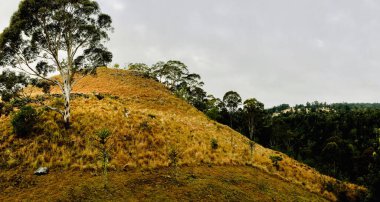 Dağlardaki yeşil alan, Bunya Dağları, Queensland, Avustralya