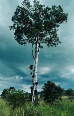 Bir fırtınada Gumtree, Queensland, Avustralya