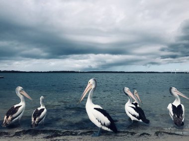 Sahilde bir grup pelikan, Günışığı Sahili, Queensland, Avustralya