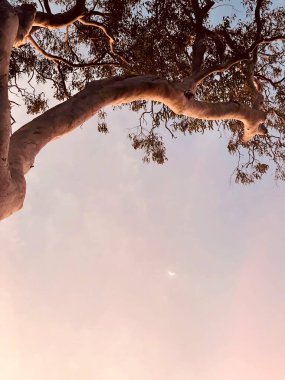 Günbatımında ormanda ağaç dalları, Noosa Ulusal Parkı, Noosa, Günışığı Sahili, Queensland, Avustralya