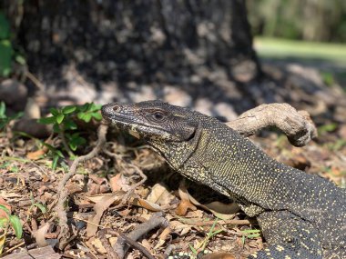 Goanna, Glasshouse Dağları, Sunshine Sahili, Queensland, Avustralya