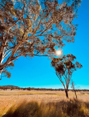 Ağaçlı ve yapraklı güzel sonbahar manzarası, Queensland, Avustralya