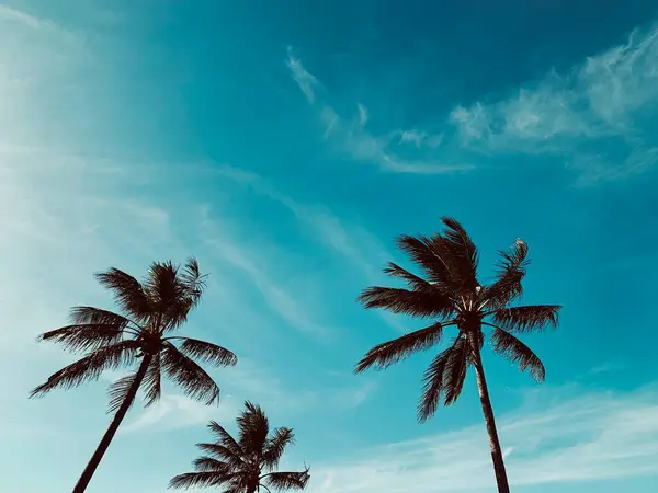 palm trees in the sky, Sunshine Coast, Queensland, Australia