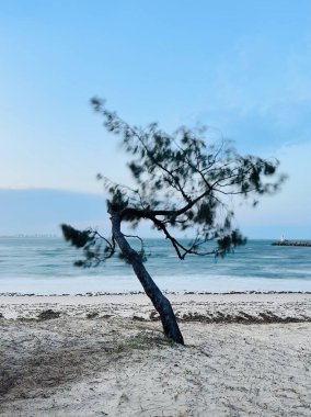 Sahildeki ağaç, Mooloolaba, Günışığı Sahili, Queensland, Avustralya