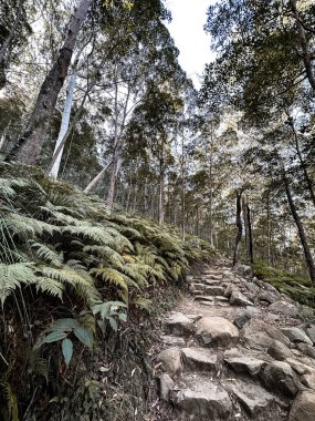 Ngungun Dağı, Günışığı Sahili, Queensland, Avustralya
