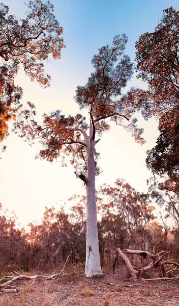 Gum tree, Sunshine Coast, Queensland, Australia
