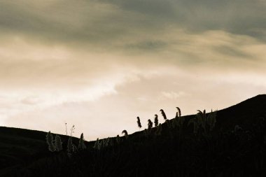 Yeni Zelanda 'daki açık hava manzarasının resimsel görüntüsü