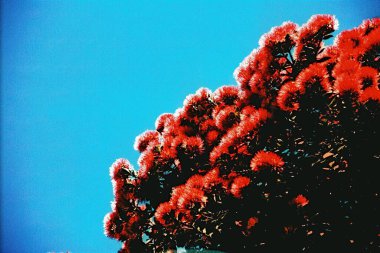 Güzel botanik çekimi, doğal duvar kağıdı, Pohutukawa Yazın Çiçekleri