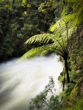 Ormandaki bir nehrin güzel manzarası, Rotorua, Yeni Zelanda