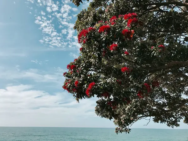 Pohutukawa, Waitara Sahili, Taranaki, Yeni Zelanda ile güzel deniz manzarası