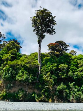 Ormanın ve nehrin güzel manzarası, Rimutaka Eyalet Parkı, Wellington Yeni Zelanda
