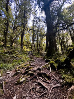 Ahşap zemini olan güzel yeşil bir ormanın dikey görüntüsü, Fiordland Ulusal Parkı, Güney Adası, Yeni Zelanda