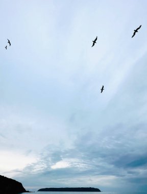 Martılar denizin üzerinde uçuyor, Mana Adası, Titahi Körfezi, Wellington, Yeni Zelanda